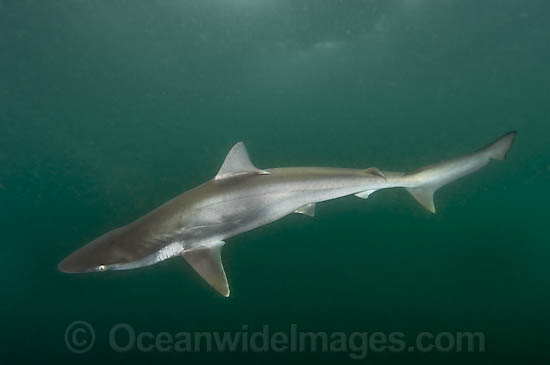 Pacific Sharpnose Shark Rhizoprionodon longurio photo