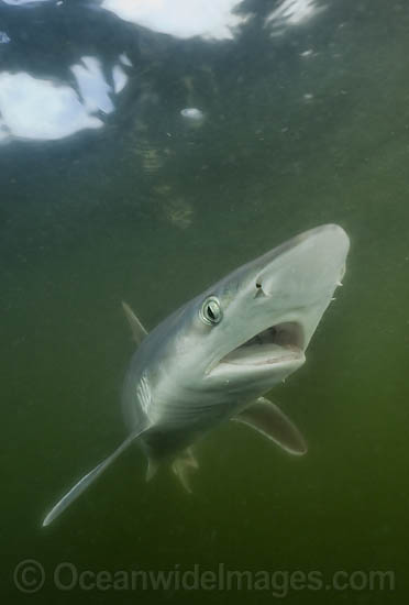 Atlantic Sharpnose Shark (Rhizoprionodon terraenovae). Mississippi Barrier Islands, Gulf of Mexico, Atlantic Ocean, USA. Photo - Andy Murch