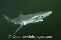 Atlantic Sharpnose Shark Rhizoprionodon terraenovae Photo - Andy Murch