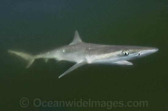 Atlantic Sharpnose Shark (Rhizoprionodon terraenovae). Mississippi Barrier Islands, Gulf of Mexico, Atlantic Ocean, USA. Photo - Andy Murch Atlantic Sharpnose Shark (Rhizoprionodon terraenovae). Mississippi Barrier Islands, Gulf of Mexico, Atlantic Ocean, USA. Photo - Andy Murch