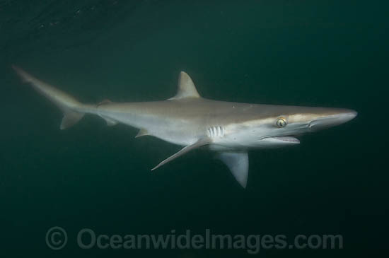 Pacific sharpnose shark (Rhizoprionodon longurio). Mulege, Baja, Mexico, Sea of Cortez. Photo - Andy Murch Pacific sharpnose shark (Rhizoprionodon longurio). Mulege, Baja, Mexico, Sea of Cortez. Photo - Andy Murch