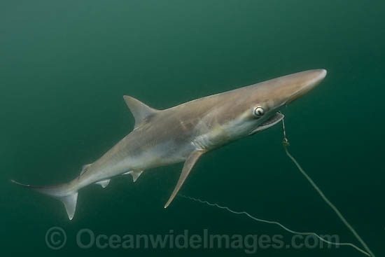 Pacific Sharpnose Shark (Rhizoprionodon longurio) - caught on a shark fishing longline. Sea of Cortez, Mulege, Baja, Mexico. Photo - Andy Murch Pacific Sharpnose Shark (Rhizoprionodon longurio) - caught on a shark fishing longline. Sea of Cortez, Mulege, Baja, Mexico. Photo - Andy Murch