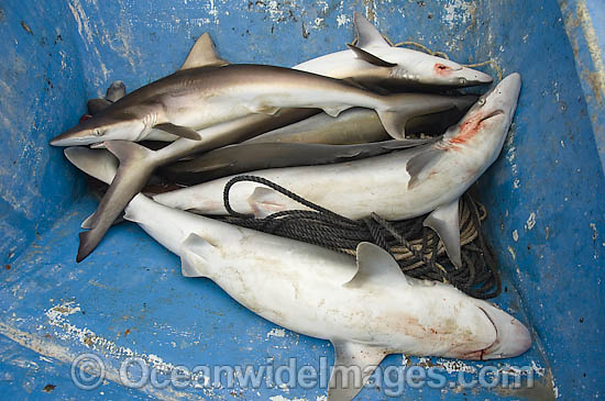 Dead Pacific Sharpnose Sharks on longline fishing boat photo