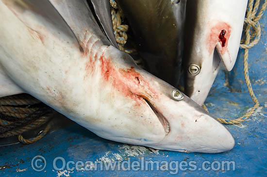 Dead Pacific Sharpnose Sharks on longline fishing boat photo