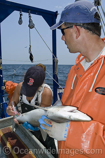 Dr Eric Hoffmeyer measures and tags an Atlantic Sharpnose Shark (Rhizoprionodon terraenovae) in the Mississippi Sound, Ocean Springs, Mississippi, Gulf of Mexico. Photo - Andy Murch Dr Eric Hoffmeyer measures and tags an Atlantic Sharpnose Shark (Rhizoprionodon terraenovae) in the Mississippi Sound, Ocean Springs, Mississippi, Gulf of Mexico. Photo - Andy Murch