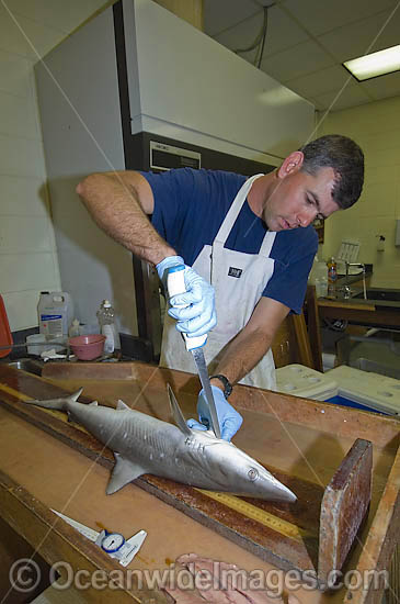Researchers dissect Atlantic Sharpnose Shark photo