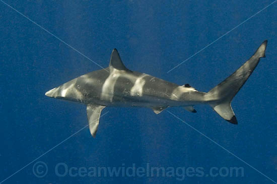Spinner Shark (Carcharhinus brevipinna). Also known as Longnose Grey Shark, Inkytail Shark and Smoothfang Shark. Found in warm temperate and tropical seas in Atlantic, Indian and Western Pacific oceans. Photo taken Gulf of Mexico, Louisiana, USA. Photo - Andy Murch