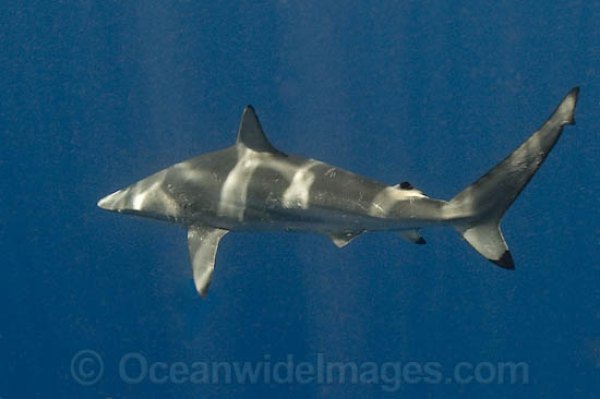 Spinner Shark (Carcharhinus brevipinna). Also known as Longnose Grey Shark, Inkytail Shark and Smoothfang Shark. Found in warm temperate and tropical seas in Atlantic, Indian and Western Pacific oceans. Photo taken Gulf of Mexico, Louisiana, USA. Photo - Andy Murch Spinner Shark (Carcharhinus brevipinna). Also known as Longnose Grey Shark, Inkytail Shark and Smoothfang Shark. Found in warm temperate and tropical seas in Atlantic, Indian and Western Pacific oceans. Photo taken Gulf of Mexico, Louisiana, USA. Photo - Andy Murch