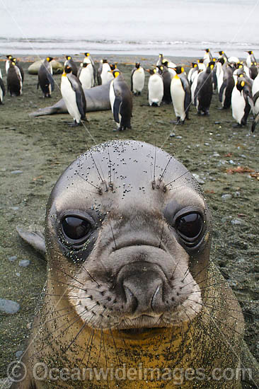 Southern Elephant Seal pup photo