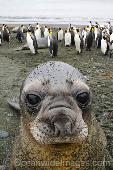 Southern Elephant Seal pup photo Southern Elephant Seal pup photo