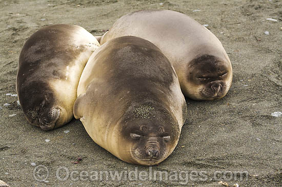 Southern Elephant Seal sleeping pups photo