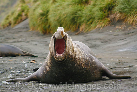 Southern Elephant Seal Mirounga leonina photo