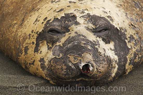 Southern Elephant Seal damaged nostril photo Southern Elephant Seal damaged nostril photo