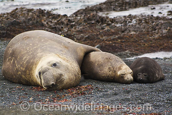 Southern Elephant Seal mother with pups photo Southern Elephant Seal mother with pups photo