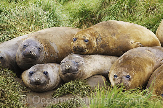 Southern Elephant Seal sleeping pups photo