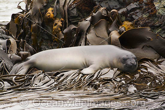 Southern Elephant Seal resting on bull kelp photo