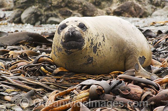 Southern Elephant Seal (Mirounga leonina) - resting on a bed of bull kelp. Found throughout the southern oceans, breeding mainly at South Georgia, Macquarie Island, and Kerguelen Island. Photo taken on Macquarie Island, Australian Sub-Antarctic Photo - Inger Vandyke