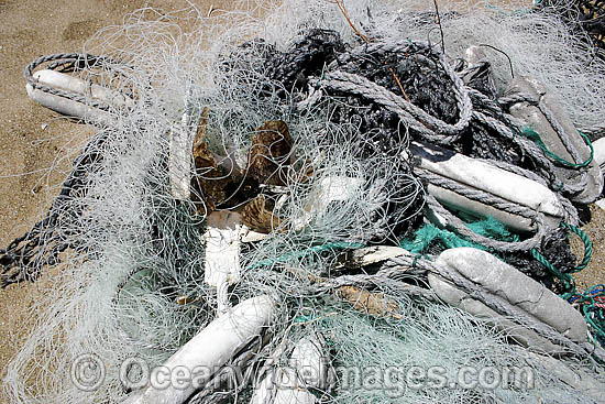 Dead Turtle trapped in net photo Dead Turtle trapped in net photo