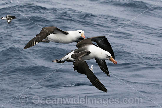 Black-browed Albatross (Diomedea melanophris) - pair in flight. Also known as Black-browed Mollymawk. Common around the Australian coastline and islands of sub-Antarctic seas.Photo taken at sea off the Campbell Island Group, New Zealand Photo - Inger Vandyke