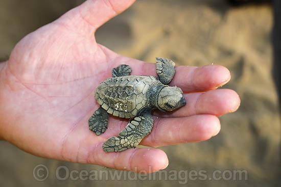 Olive Ridley Turtle Lepidochelys olivacea photo