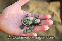 Olive Ridley Turtle Lepidochelys olivacea Photo - Inger Vandyke