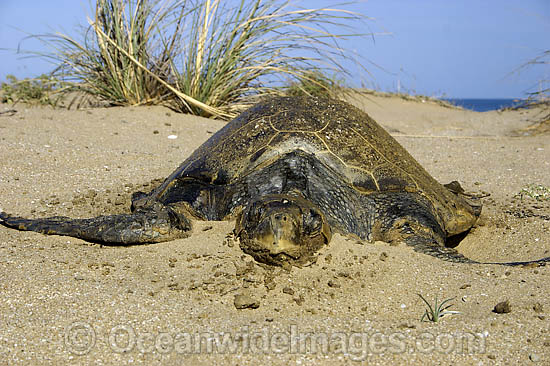 Olive Ridley Turtle Lepidochelys olivacea photo