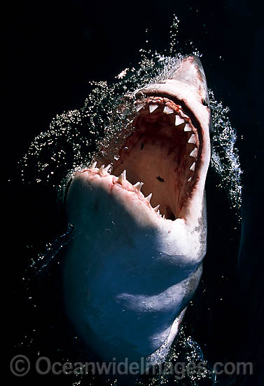 Great White Shark (Carcharodon carcharias), with open jaws on surface. Found throughout the world's oceans, but mostly in temperate seas. Photo was taken at Gansbaai, South Africa. Protected species Classified as Vulnerable on the IUCN Red List. Photo - Gary Bell Great White Shark (Carcharodon carcharias), with open jaws on surface. Found throughout the world's oceans, but mostly in temperate seas. Photo was taken at Gansbaai, South Africa. Protected species Classified as Vulnerable on the IUCN Red List. Photo - Gary Bell