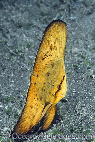 Round Batfish Juvenile photo