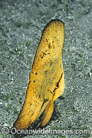 Round Batfish Juvenile Photo - Gary Bell