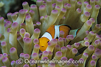 Western Clownfish Amphiprion ocellaris Photo - Gary Bell