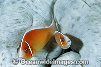 Pink Anemonefish Amphiprion perideraion Photo - Gary Bell