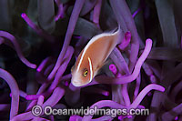 Pink Anemonefish Amphiprion perideraion Photo - Gary Bell