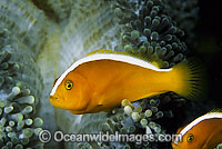 Eastern Skunk Anemonefish Photo - Gary Bell