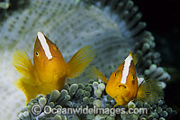 Eastern Skunk Anemonefish Amphiprion sandaracinos Photo - Gary Bell