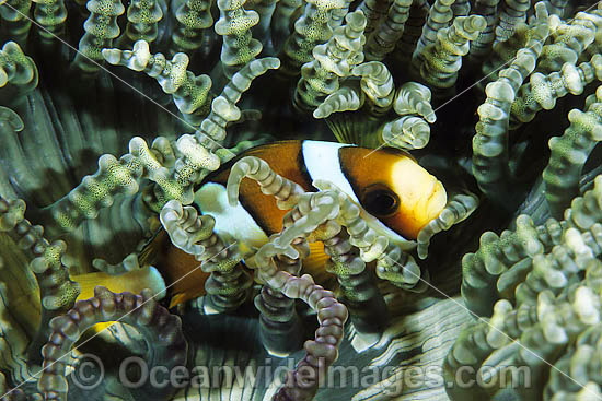 Clark's Anemonefish Amphiprion clarkii photo