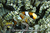 Clark's Anemonefish Amphiprion clarkii Photo - Gary Bell