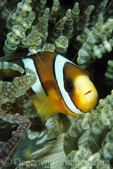 Clark's Anemonefish (Amphiprion clarkii). Found in association with large sea anemones throughout Indo-West Pacific, including the Great Barrier Reef. Geographically highly variable in colour and form. Photo - Gary Bell