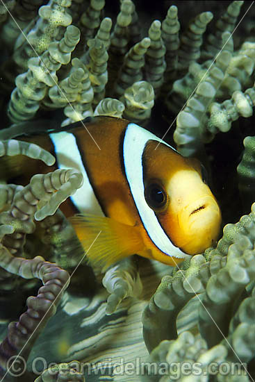 Clark's Anemonefish Amphiprion clarkii photo