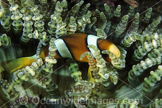 Clark's Anemonefish photo