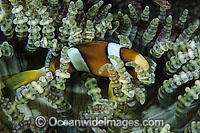 Clark's Anemonefish Photo - Gary Bell