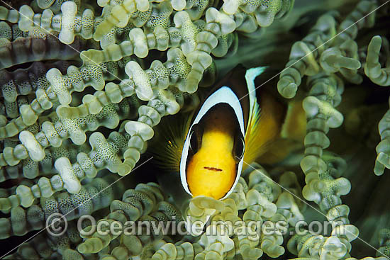 Clark's Anemonefish Amphiprion clarkii photo