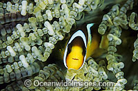 Clark's Anemonefish Amphiprion clarkii Photo - Gary Bell