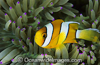 Clark's Anemonefish Amphiprion clarkii Photo - Gary Bell