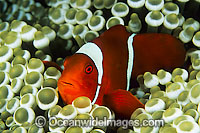 Spine-cheek Anemonefish Premnas biaculeatus Photo - Gary Bell