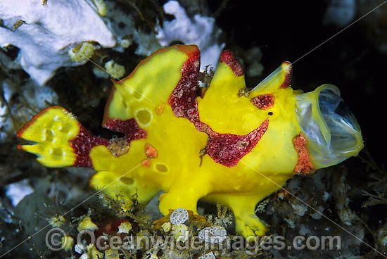 Clown Frogfish Antennarius maculatus photo