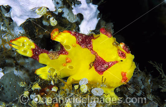 Clown Frogfish Antennarius maculatus photo