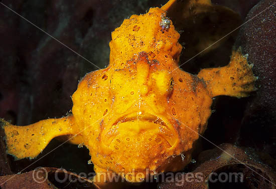 Painted Frogfish photo Painted Frogfish photo