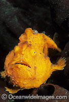 Painted Frogfish Antennarius pictus Photo - Gary Bell