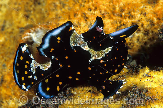 Painted Frogfish Antennarius pictus photo