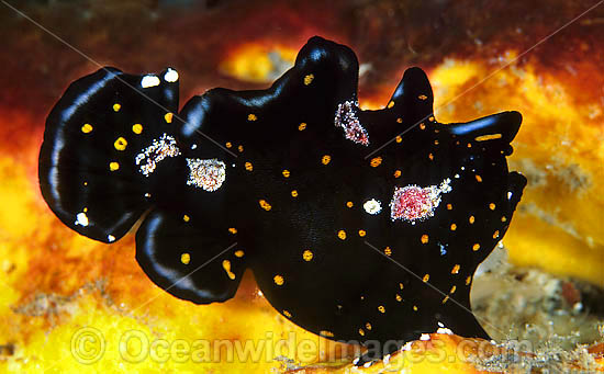 Painted Frogfish photo Painted Frogfish photo